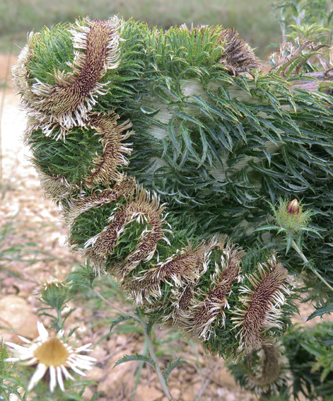Carlina5f3