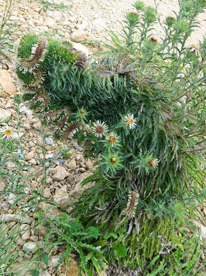 Carlina5f1