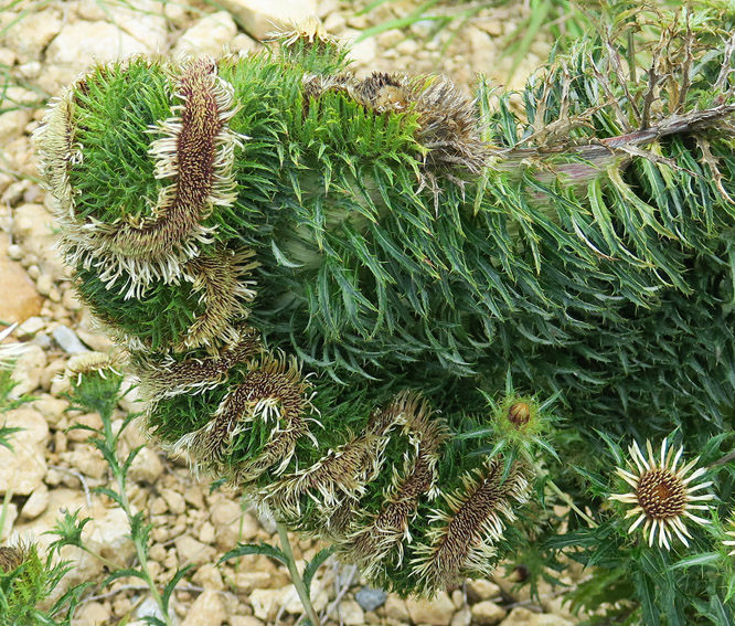 Carlina5f2