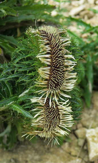 Carlina5f4