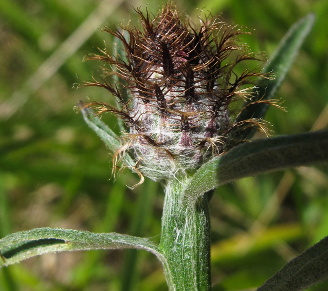 Centaurea30