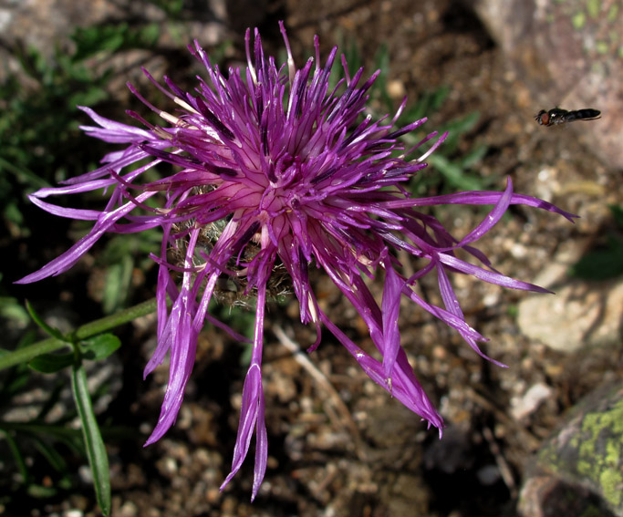 Centaurea22