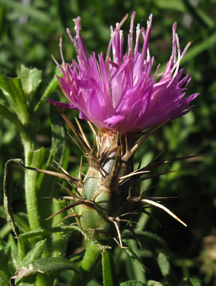 Centaurea35