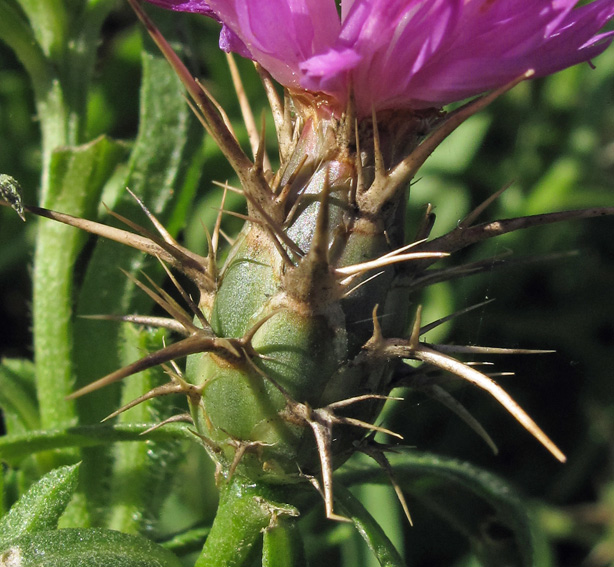 Centaurea36