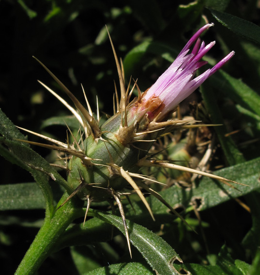 Centaurea34