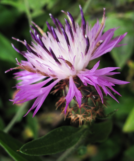 Centaurea30