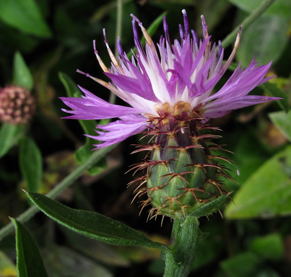 Centaurea31