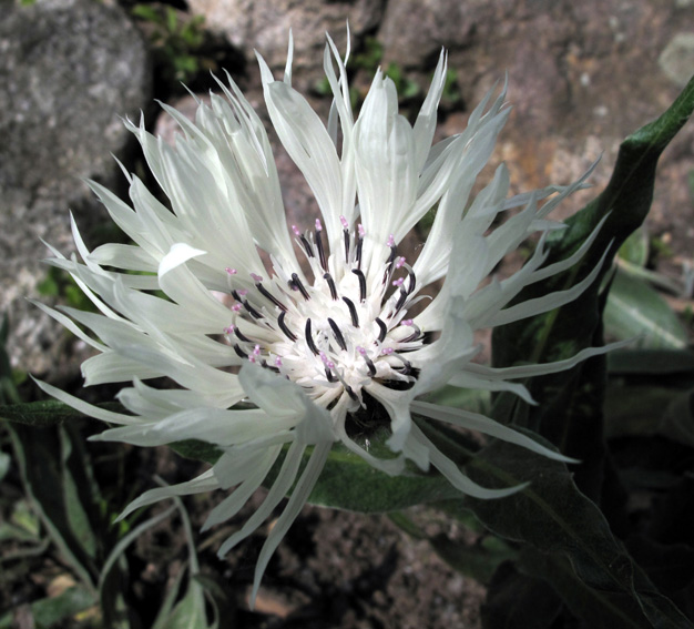 Centaurea20