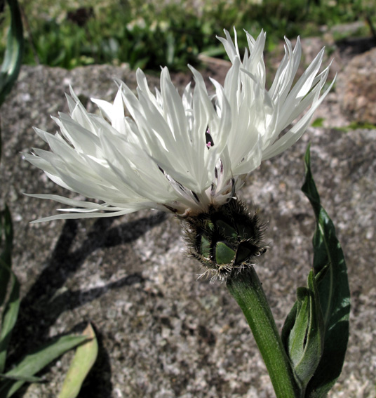 Centaurea19