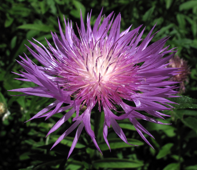 Centaurea17