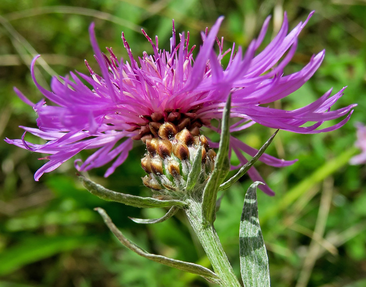 Centaurea5b