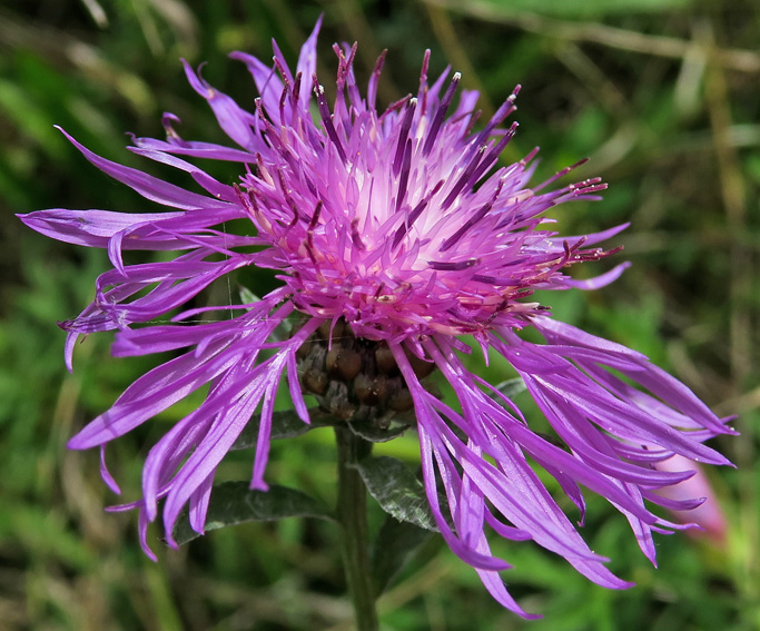 Centaurea6