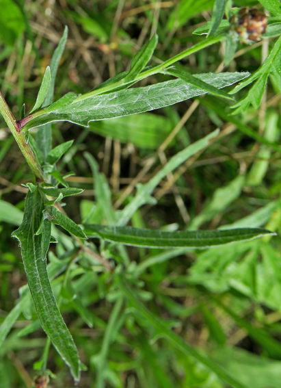 Centaurea5a