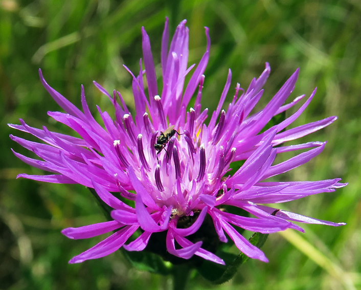 Centaurea5