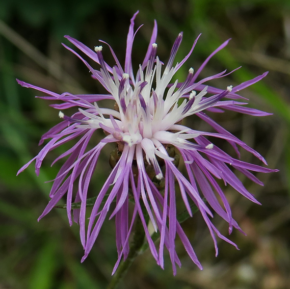 Centaurea5