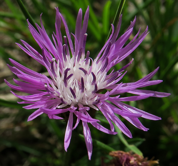 Centaurea5a0