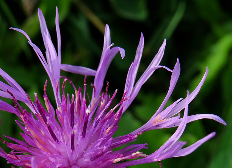 Centaurea4e