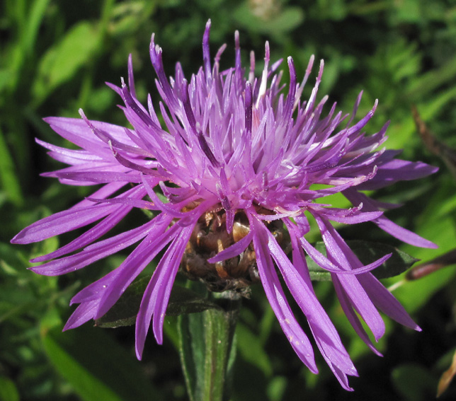 Centaurea3a0