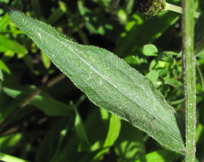 Centaurea3a1