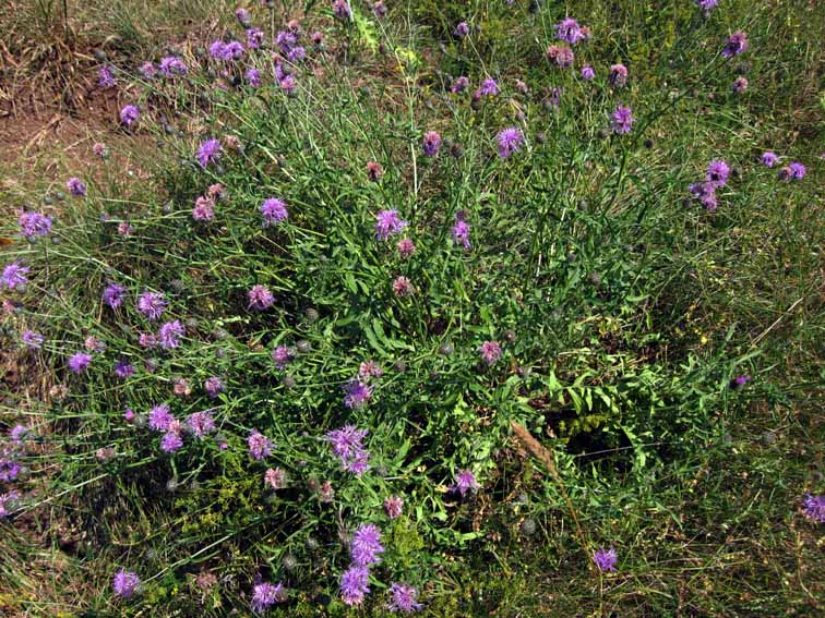 Centaurea1