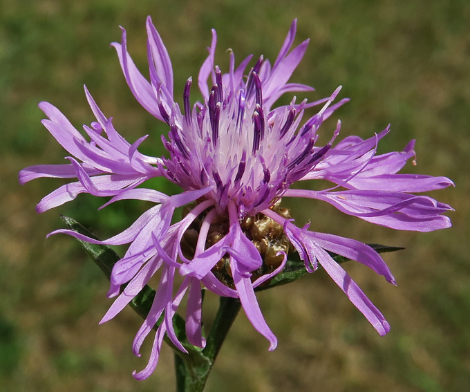 Centaurea2