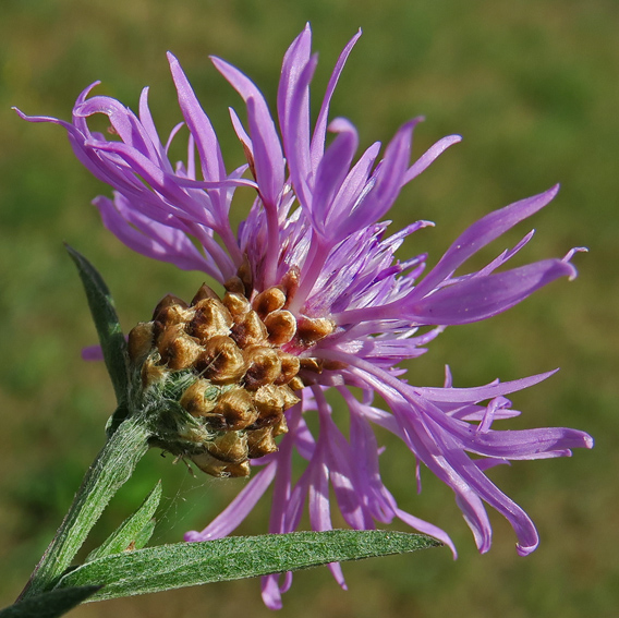 Centaurea5a1