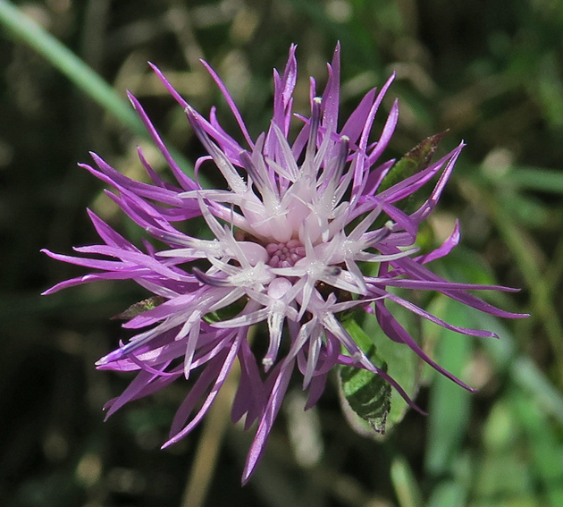 Centaurea4b