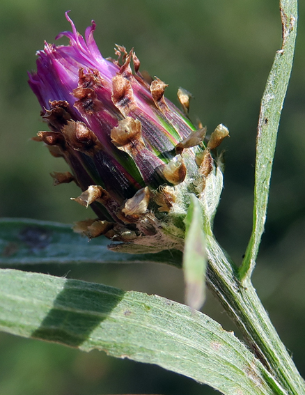 Centaurea18