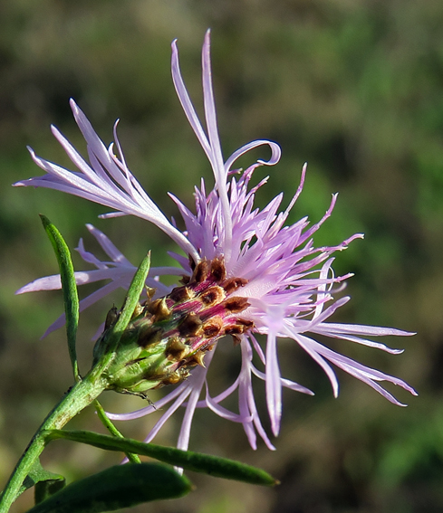 Centaurea19