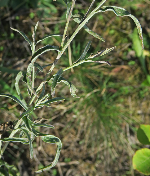 Centaurea17