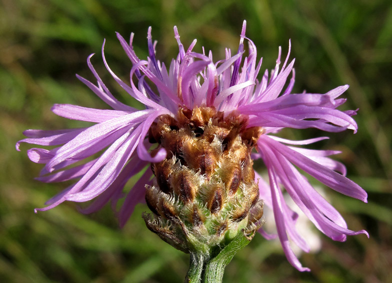 Centaurea6a0