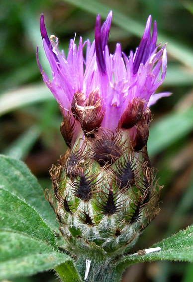 Centaurea13a1a