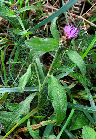 Centaurea13a0