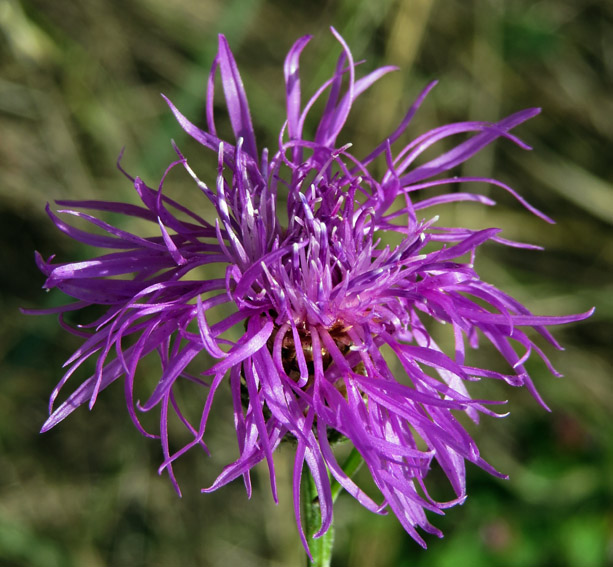 Centaurea4d