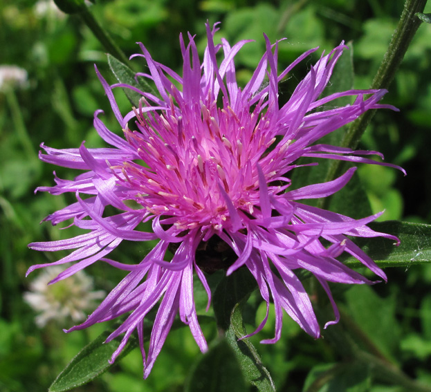 Centaurea3