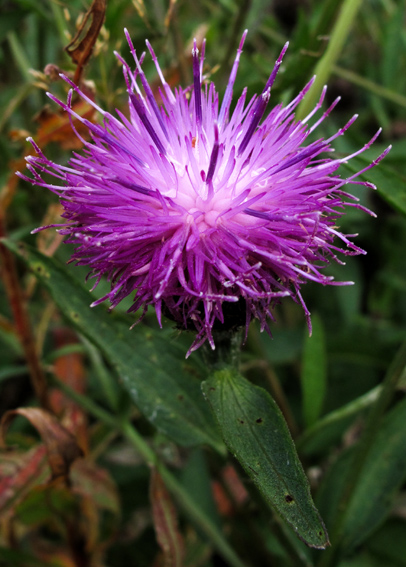 Centaurea13a2