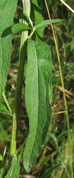 Centaurea13a7