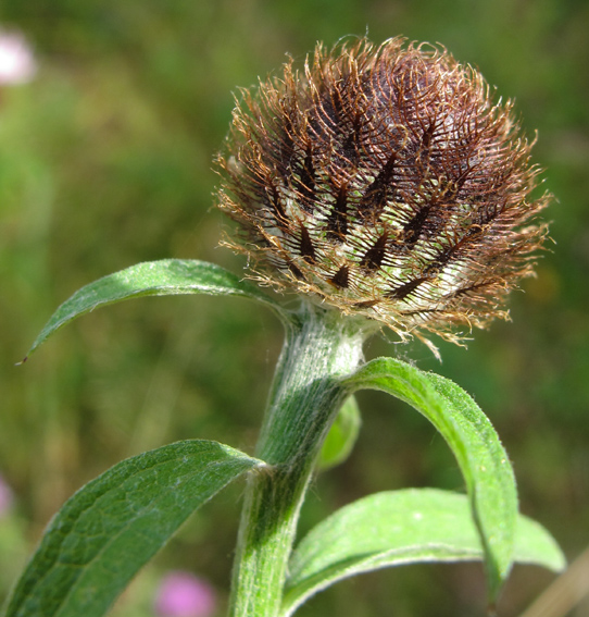 Centaurea13c