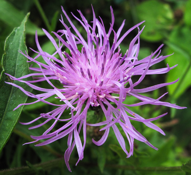 Centaurea25