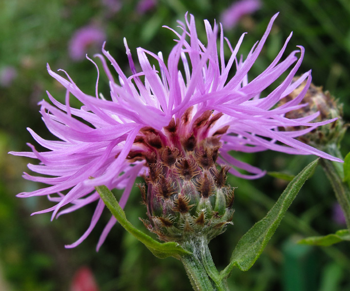 Centaurea26