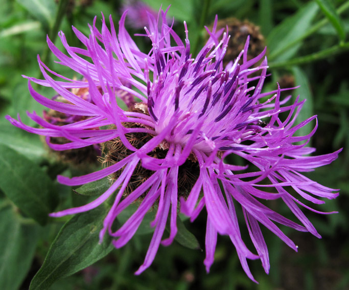 Centaurea27