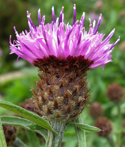 Centaurea28