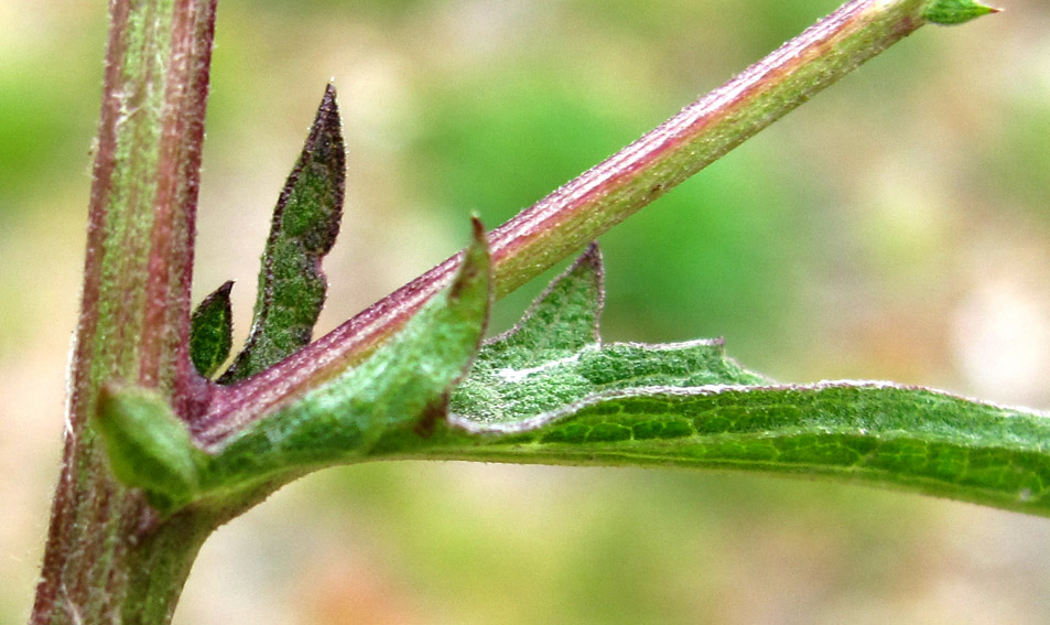 Centaurea13a