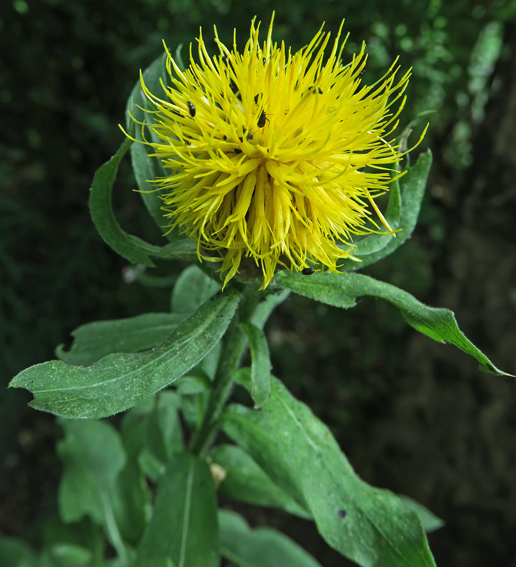 Centaurea40