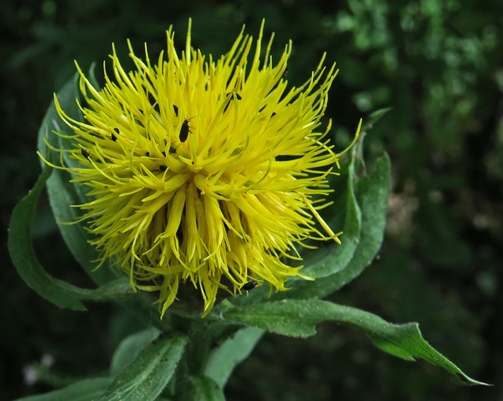 Centaurea41