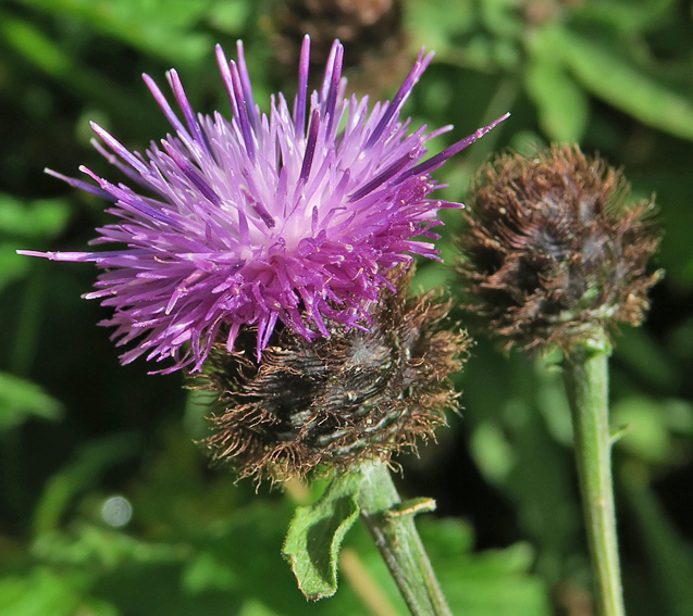 Centaurea13a4d