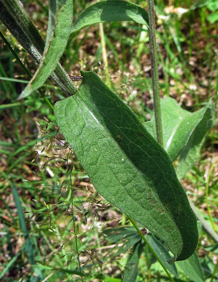 Centaurea13a4f