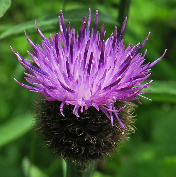 Centaurea13a4b1