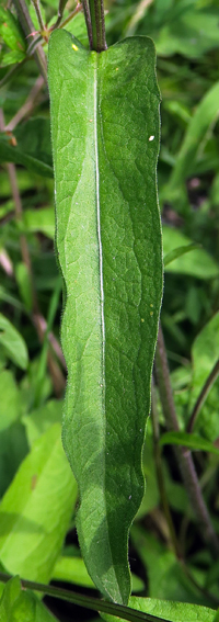 Centaurea13a4b