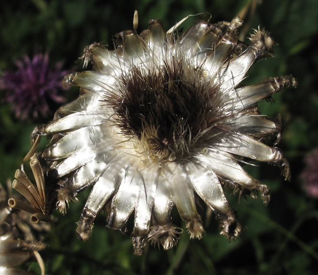 Centaurea12